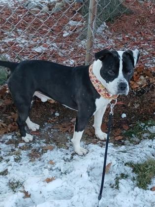 Enlarge Mills, a Adoptable mixed breed in Westland, MI image 1/2
