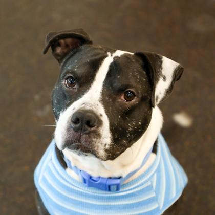 Mills, Adoptable, Adult Male Pit Bull Terrier & Mixed Breed.
