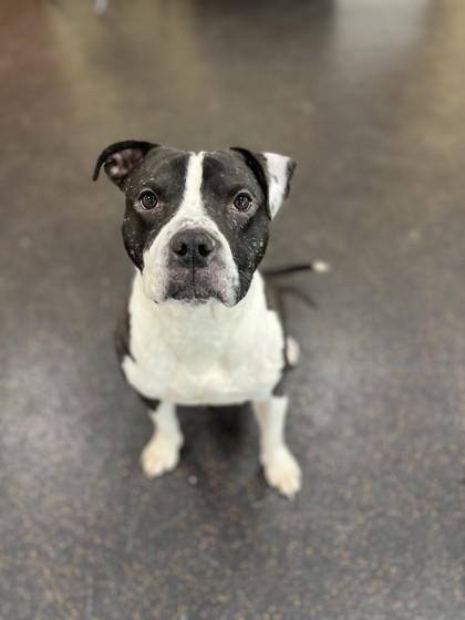 Enlarge Mills, a Adoptable mixed breed in Westland, MI image 2/2