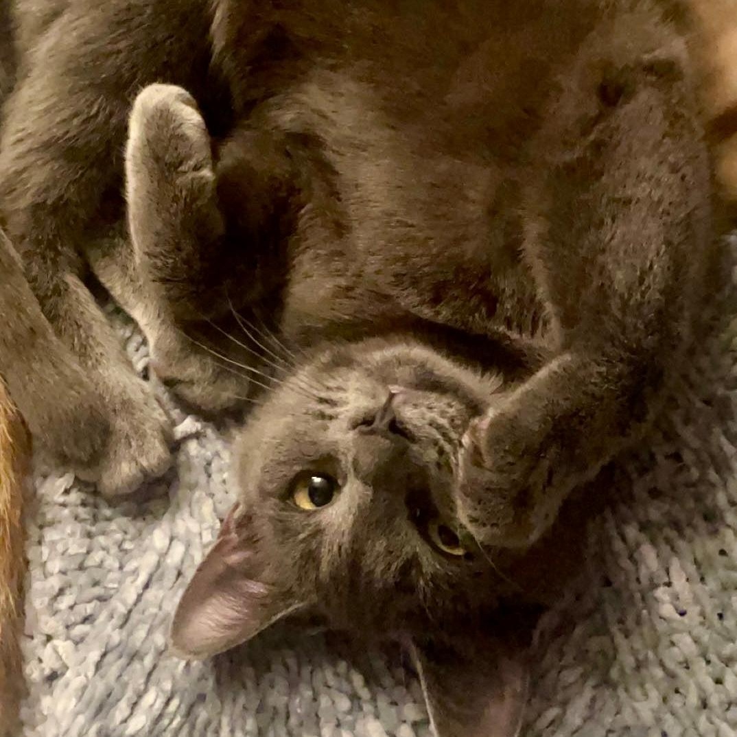 Enlarge Mavis, a ADOPTABLE mixed breed in Gastonia, NC image 2/2