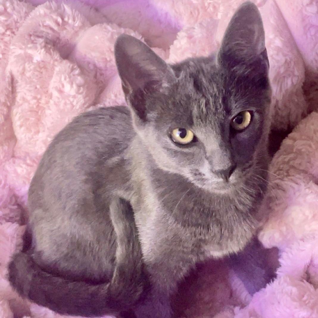 Mavis, ADOPTABLE, Young Female Russian Blue.