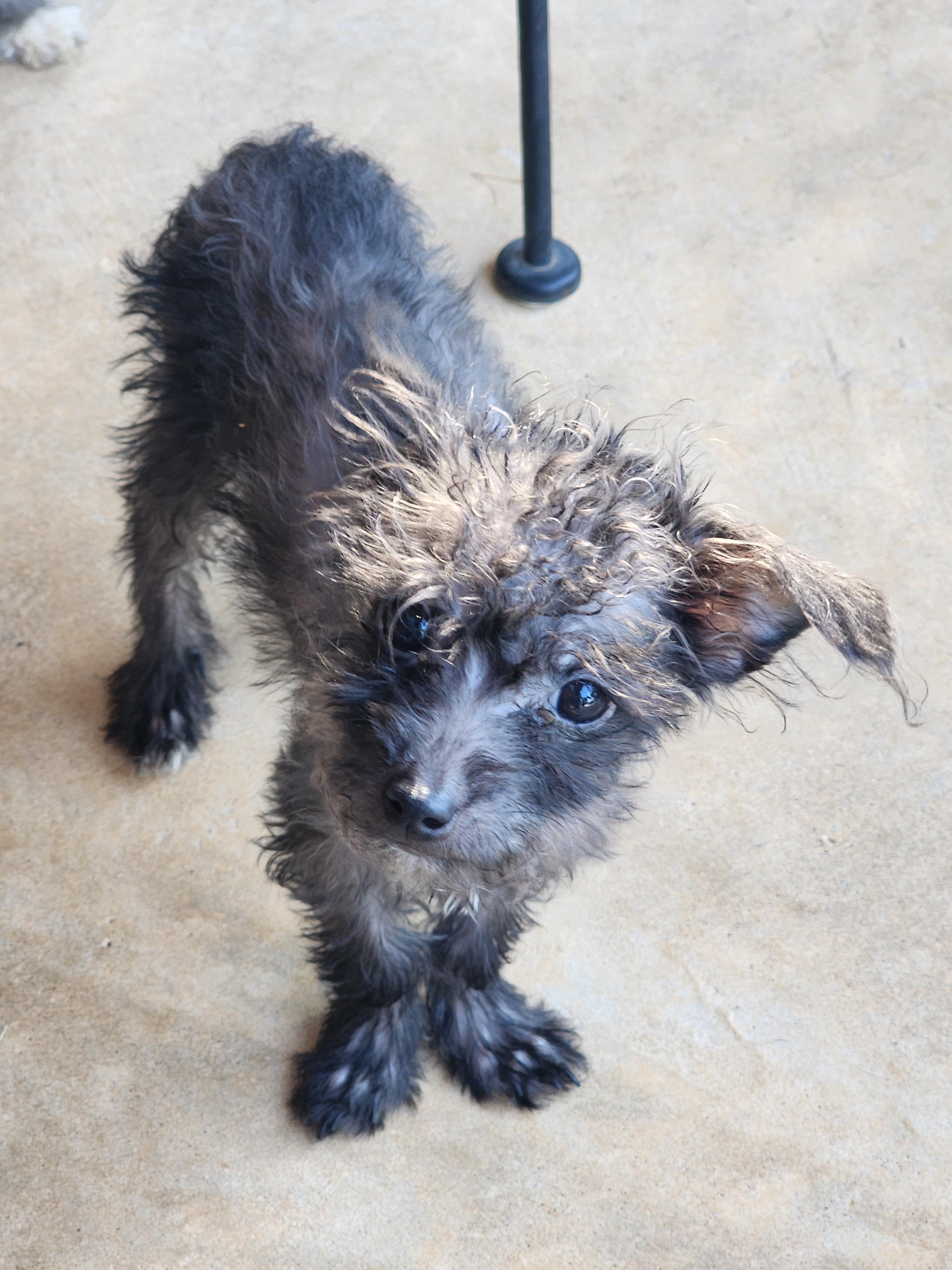 Enlarge Mindy, a Adoptable mixed breed in Houston, TX image 2/4