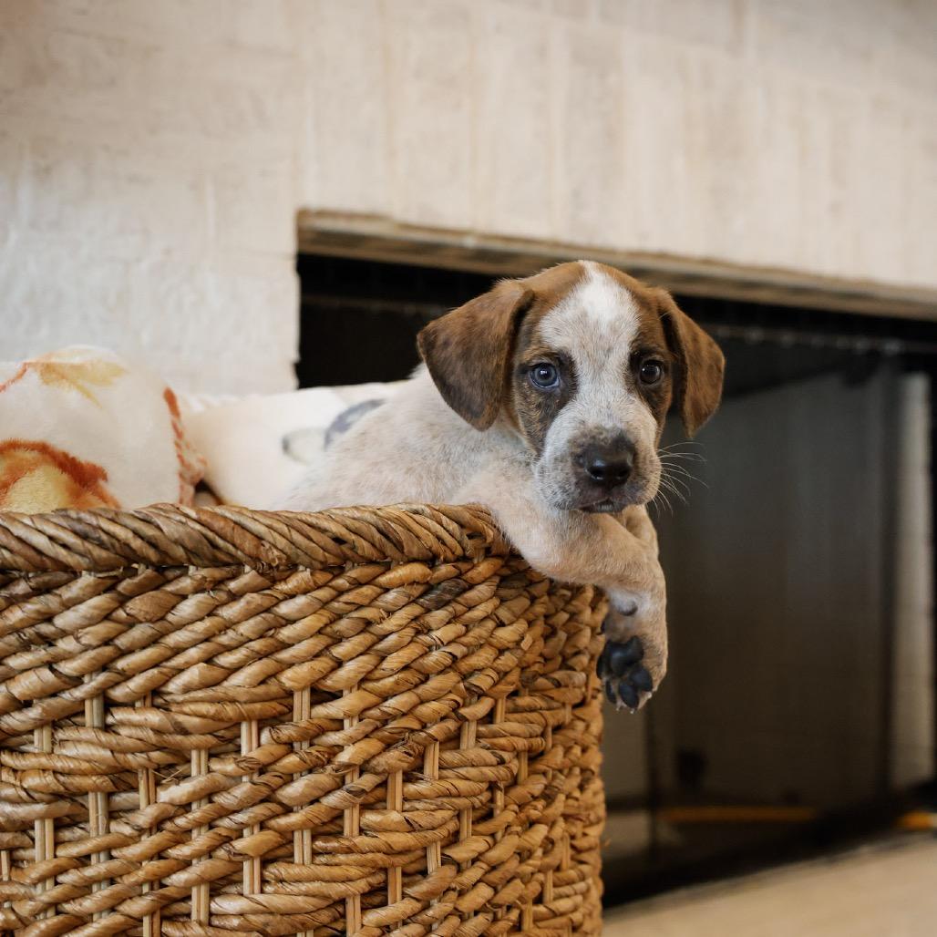 Enlarge Buck, a Adoptable mixed breed in Baton Rouge, LA image 1/4