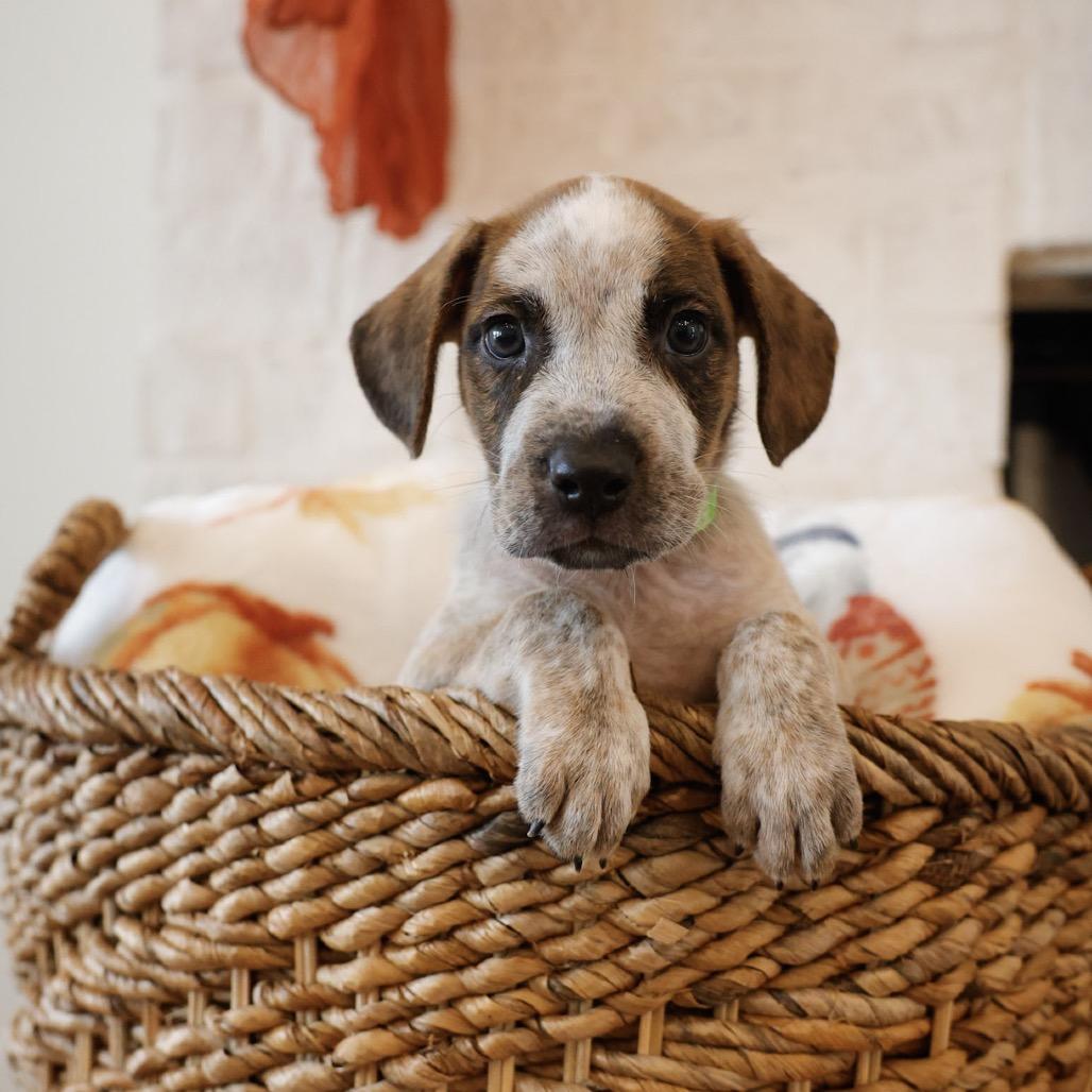 Enlarge Buck, a Adoptable mixed breed in Baton Rouge, LA image 2/4