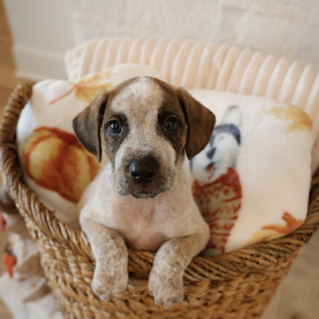 Enlarge Buck, a Adoptable mixed breed in Baton Rouge, LA image 3/4