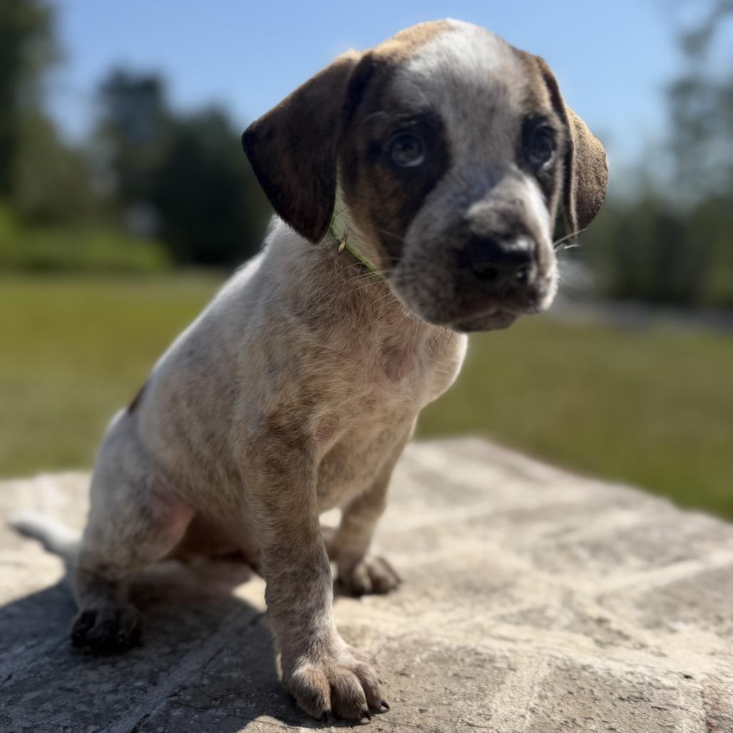 Enlarge Buck, a Adoptable mixed breed in Baton Rouge, LA image 4/4
