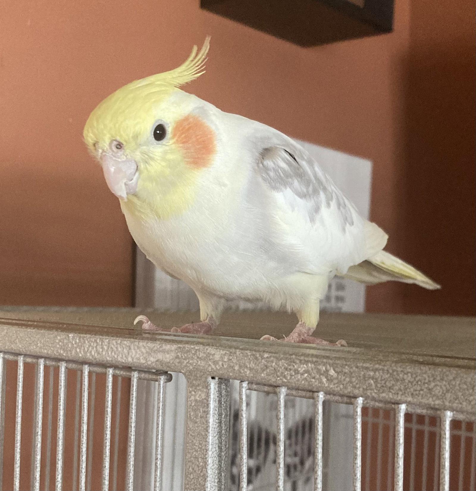 Peaches, Adoptable, Adult Male Cockatiel.
