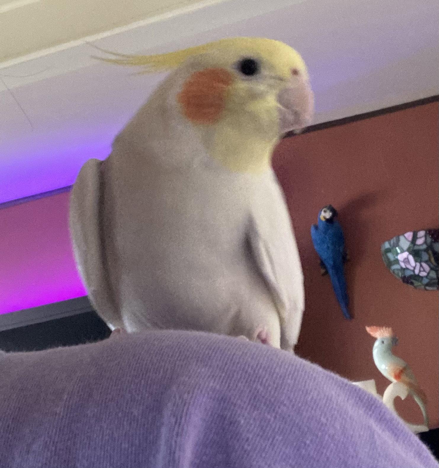 Enlarge Peaches, a Adoptable Cockatiel in Belford, NJ image 2/3
