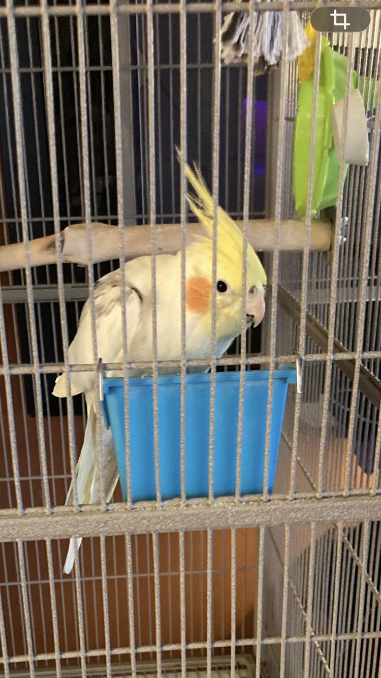 Enlarge Peaches, a Adoptable Cockatiel in Belford, NJ image 1/1