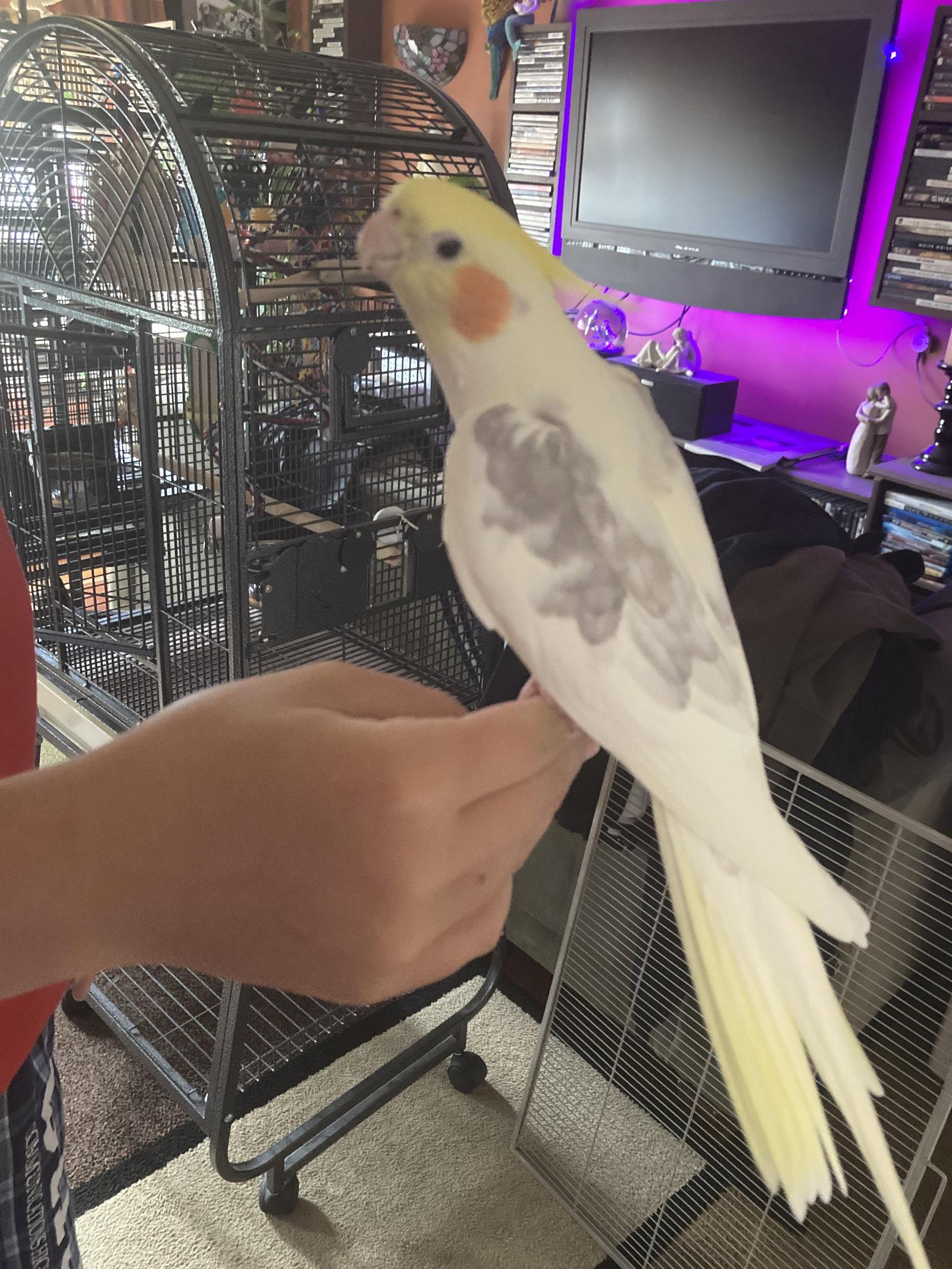 Enlarge Peaches, a Adoptable Cockatiel in Belford, NJ image 3/3