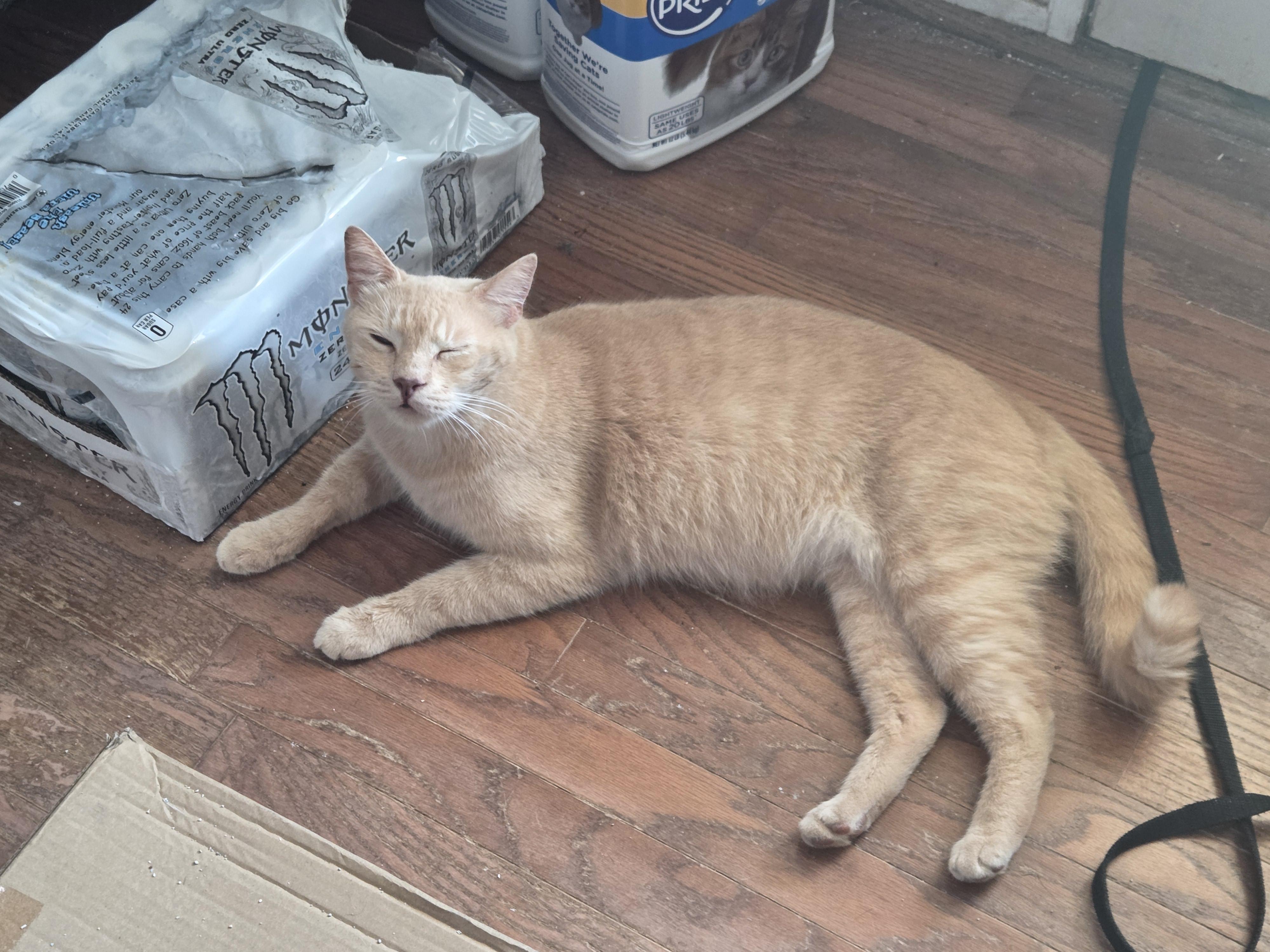 Simba -- Courtesy Post