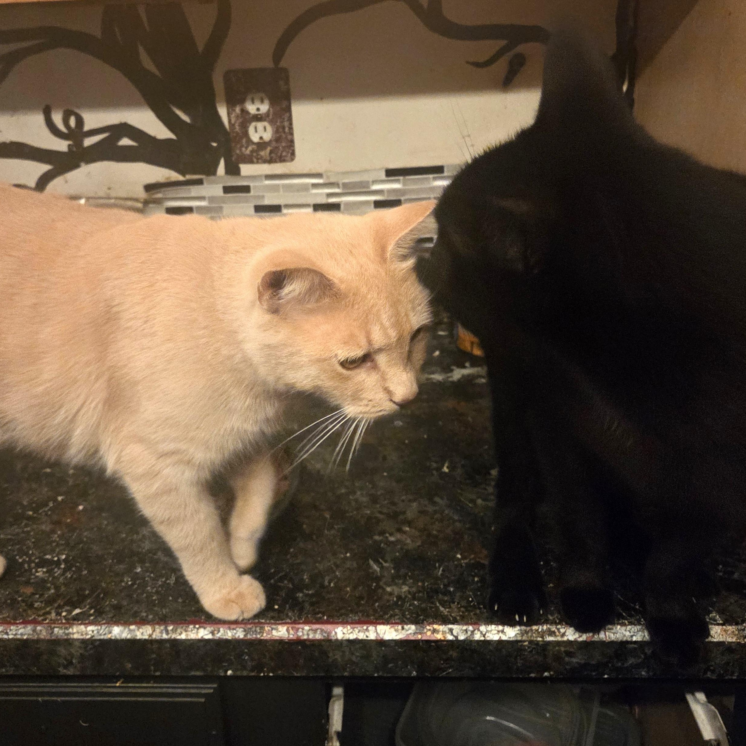 Simba -- Courtesy Post