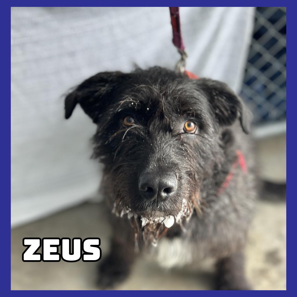 Zeus, Adoptable, Adult Male Mastiff & Mixed Breed.
