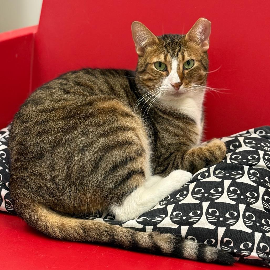 Enlarge Harrison, a Adoptable Domestic Short Hair in Ponte Vedra Beach, FL image 1/6