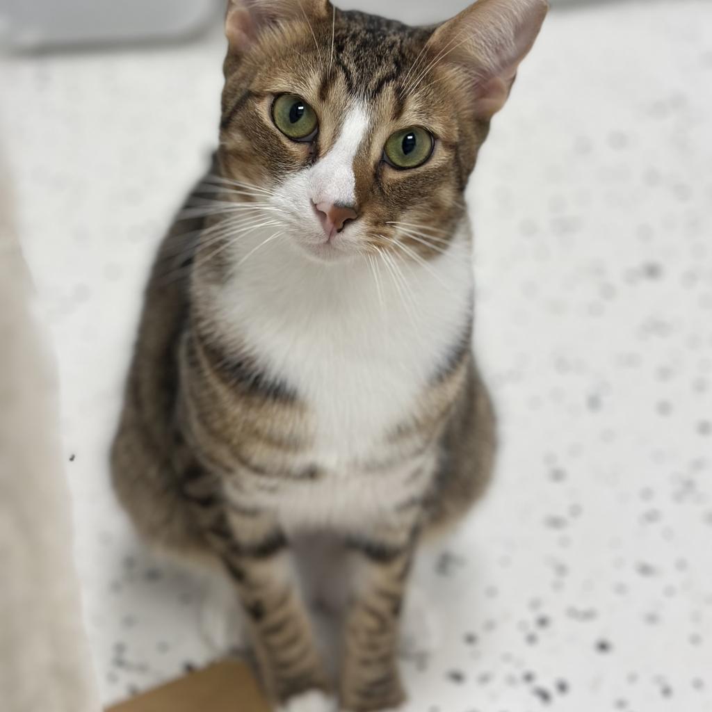 Harrison, Adoptable, Adult Male Domestic Short Hair.