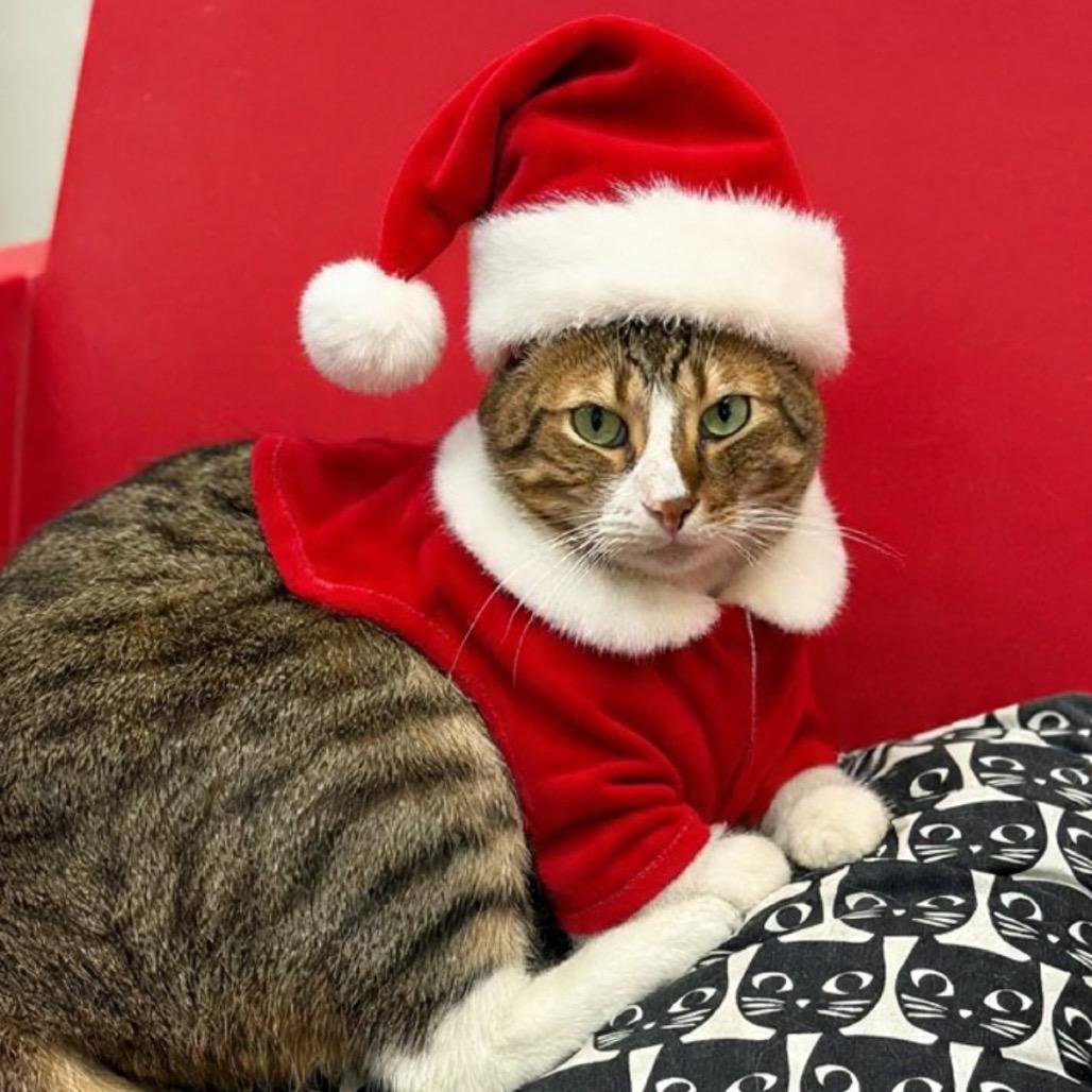 Enlarge Harrison, a Adoptable Domestic Short Hair in Ponte Vedra Beach, FL image 2/6