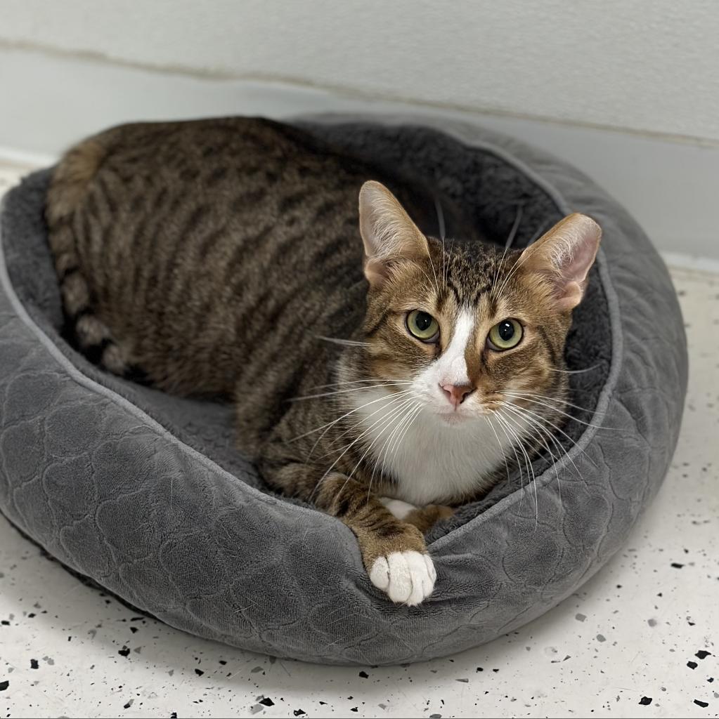 Enlarge Harrison, a Adoptable Domestic Short Hair in Ponte Vedra Beach, FL image 3/6