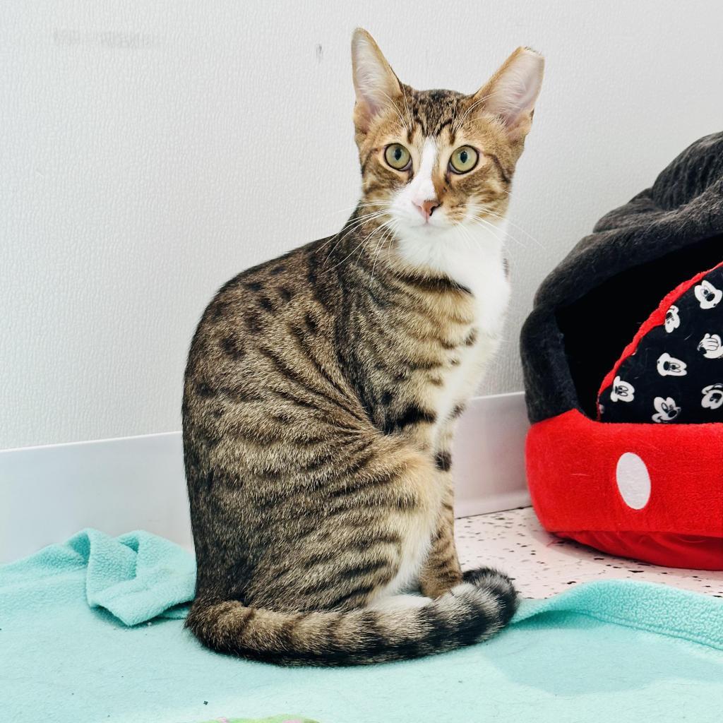 Enlarge Harrison, a Adoptable Domestic Short Hair in Ponte Vedra Beach, FL image 4/6