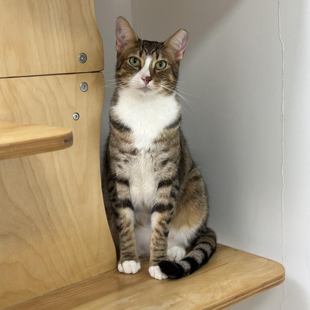 Enlarge Harrison, a Adoptable Domestic Short Hair in Ponte Vedra Beach, FL image 5/6