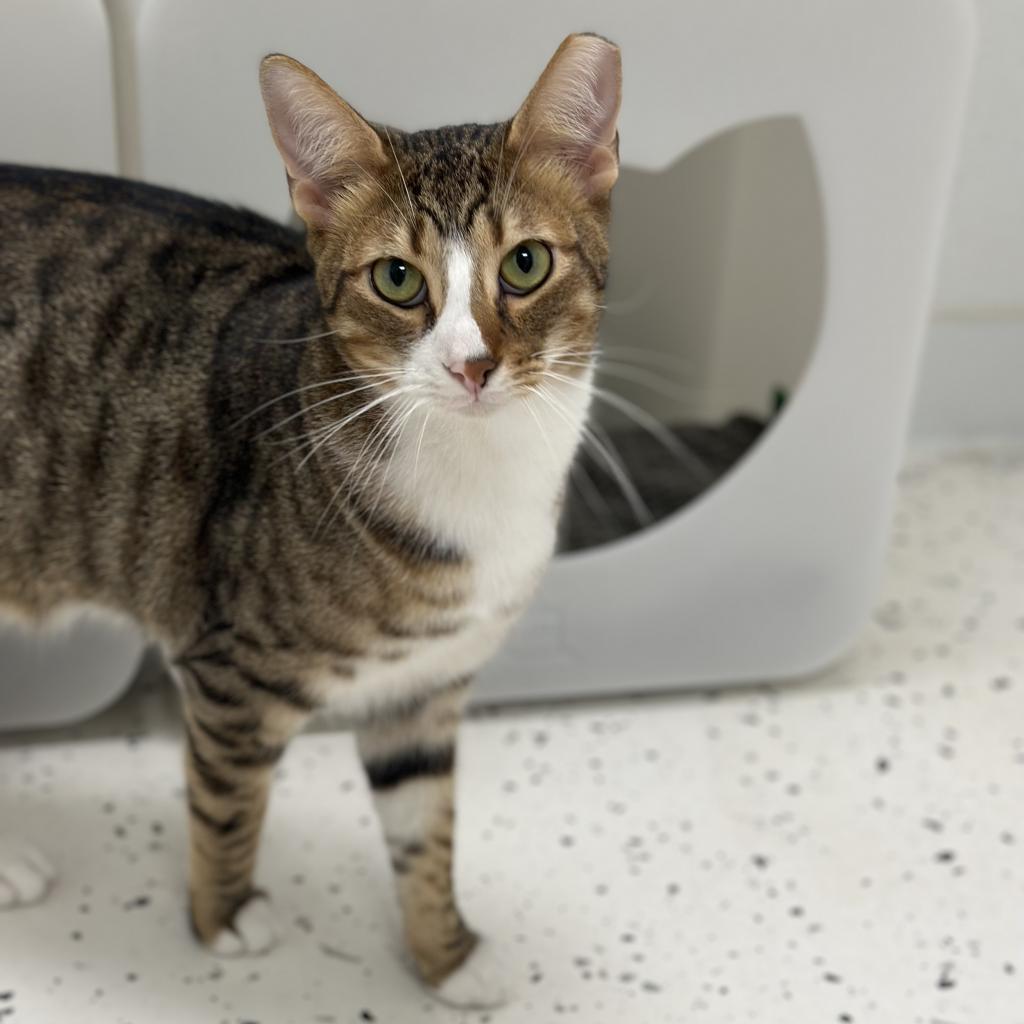 Enlarge Harrison, a Adoptable Domestic Short Hair in Ponte Vedra Beach, FL image 6/6