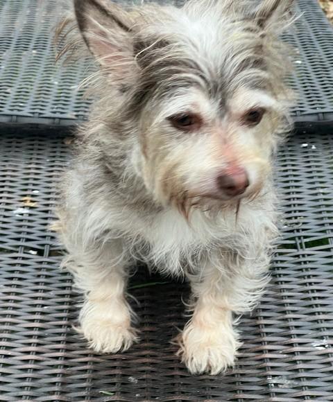 Enlarge Jillian PB, an adopted Australian Terrier in Schertz, TX image 1/1