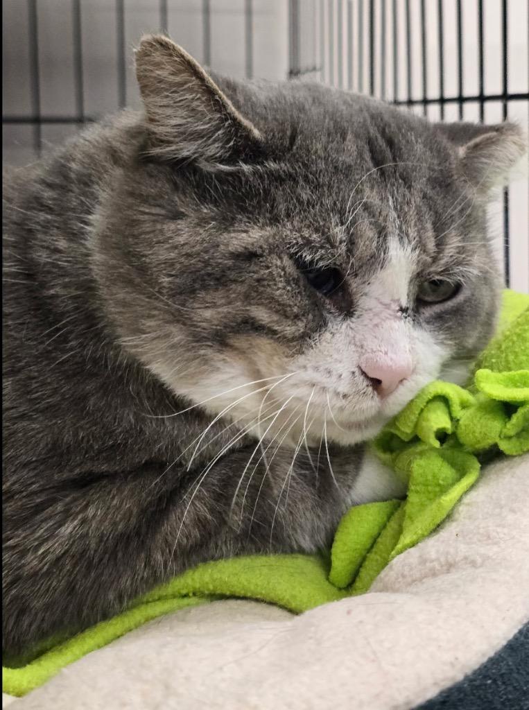 CASEY, Adoptable, Young Male Domestic Short Hair.