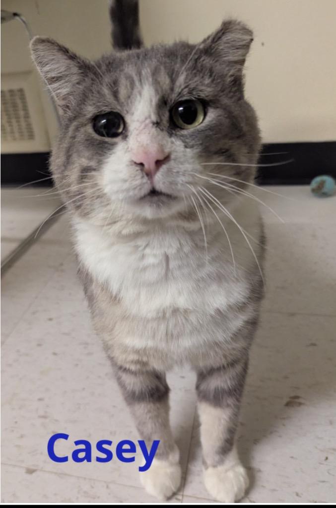 Enlarge CASEY, a Adoptable mixed breed in Muskegon, MI image 2/6