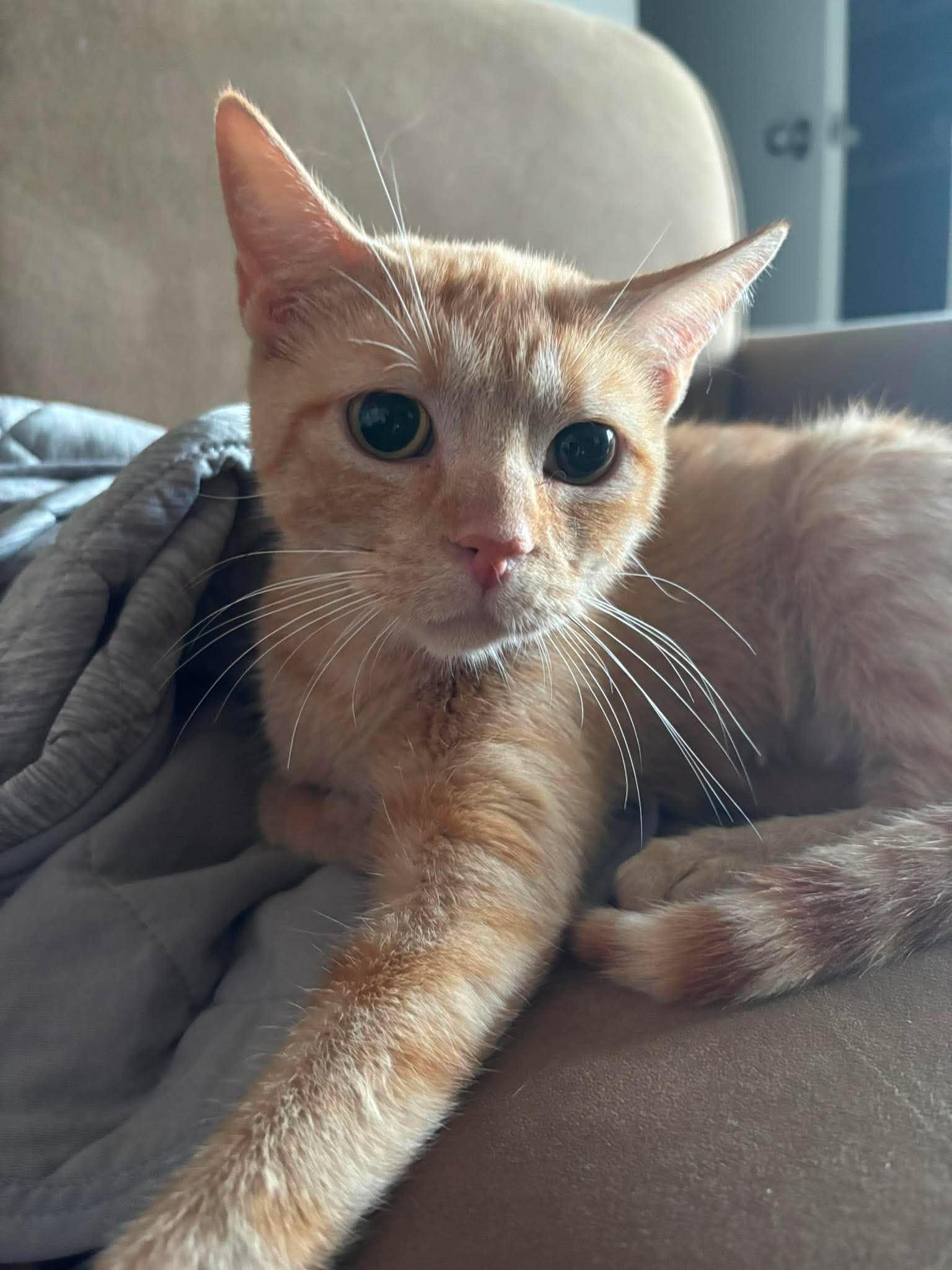 Enlarge ADRIANA, an adopted Domestic Short Hair in Tillsonburg, ON image 1/6