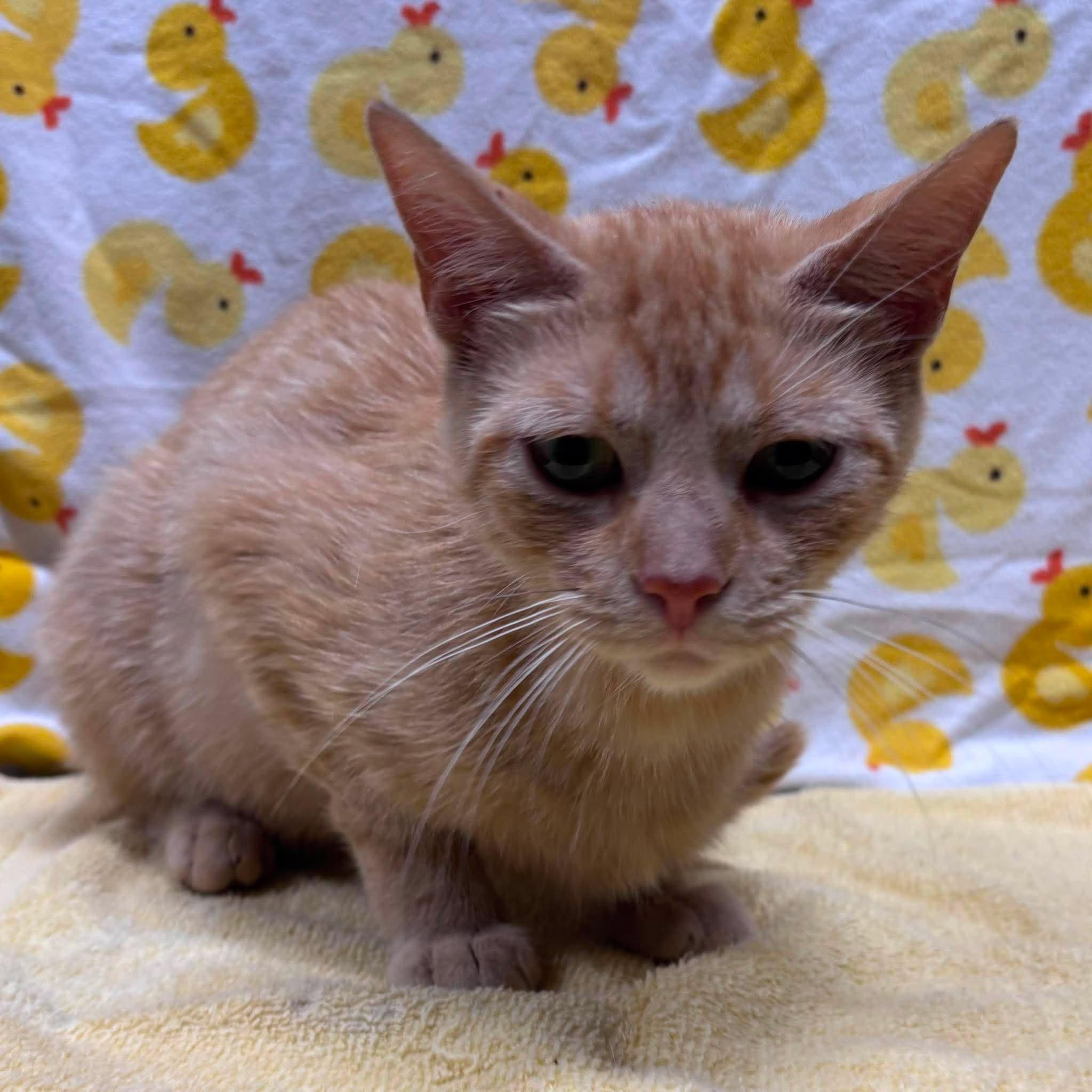 ADRIANA, a Adoptable Domestic Short Hair in Tillsonburg, ON image 4/6