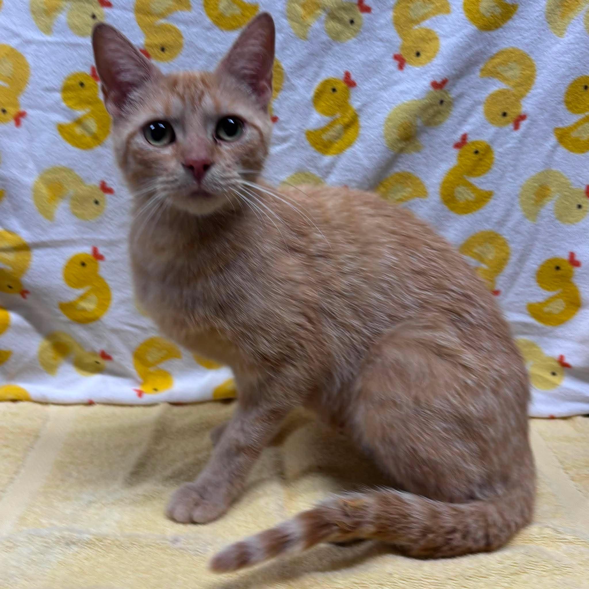 ADRIANA, a Adoptable Domestic Short Hair in Tillsonburg, ON image 6/6