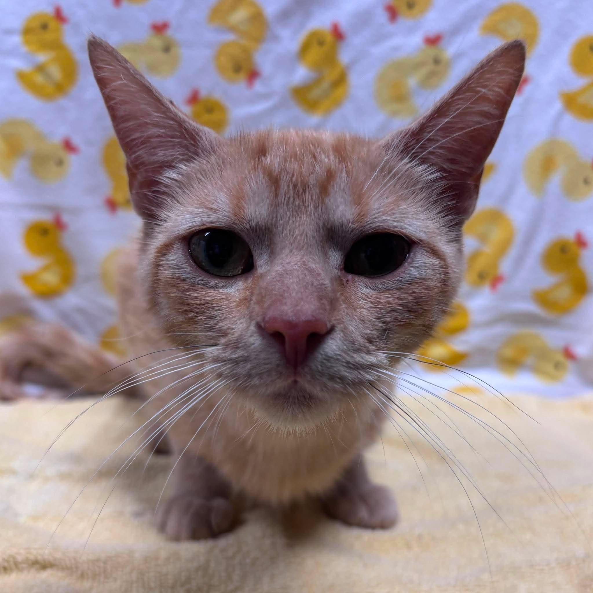 ADRIANA, a Adoptable Domestic Short Hair in Tillsonburg, ON image 2/6