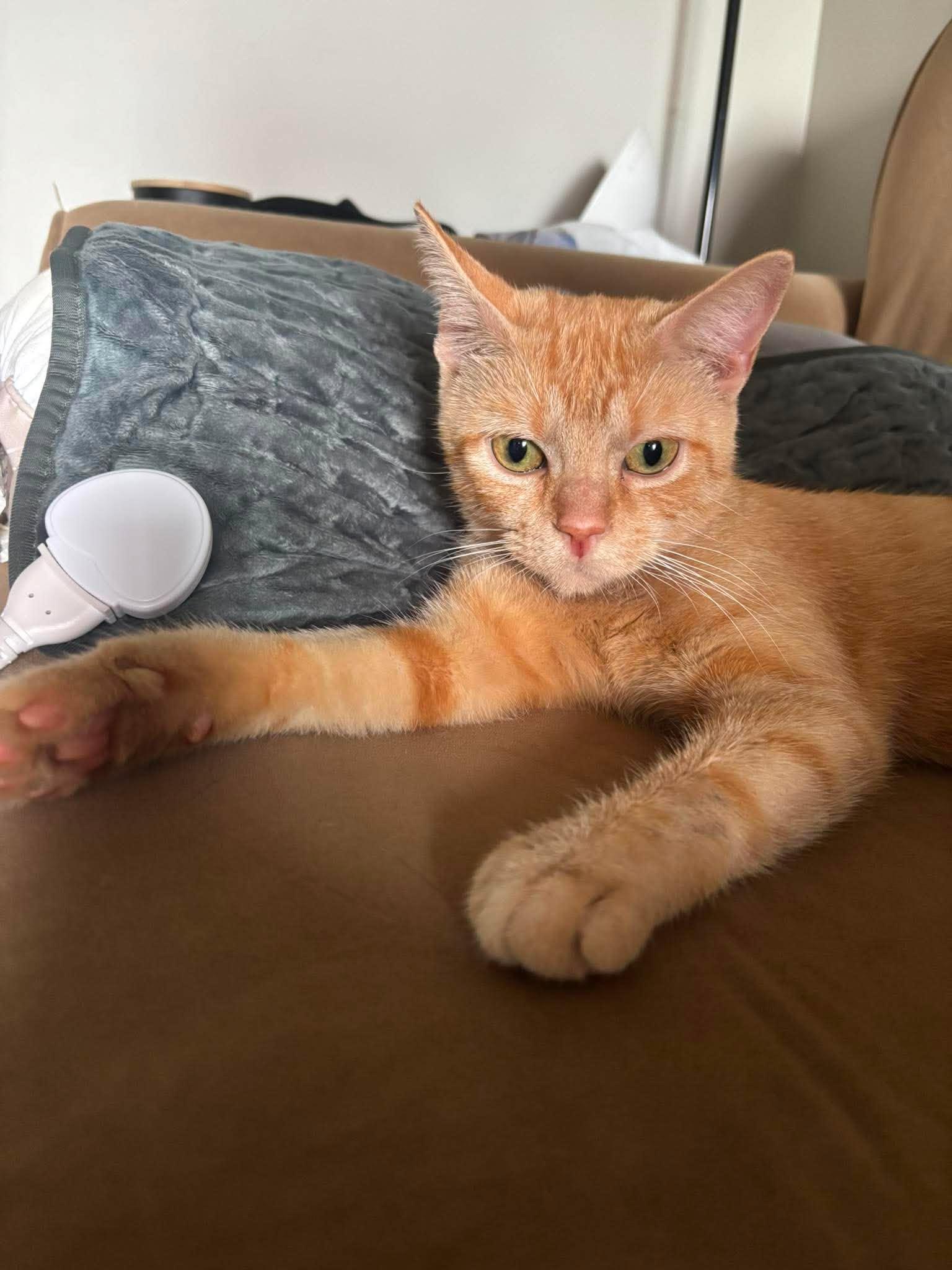Enlarge ADRIANA, an adopted Domestic Short Hair in Tillsonburg, ON image 2/6