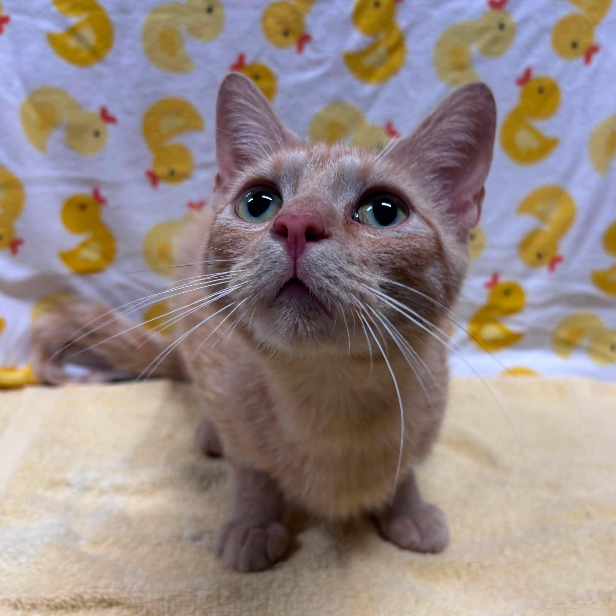 ADRIANA, a Adoptable Domestic Short Hair in Tillsonburg, ON image 1/6