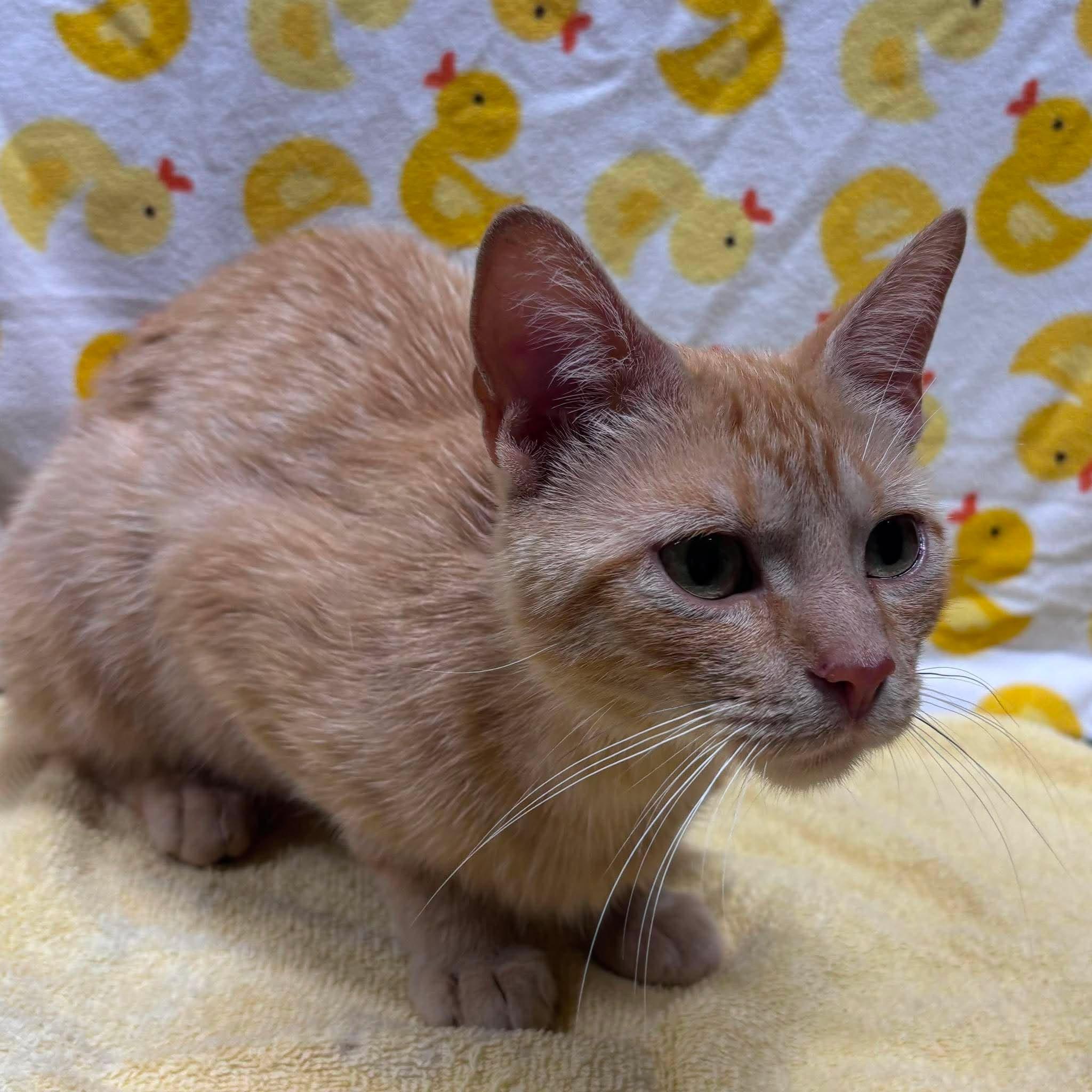 ADRIANA, a Adoptable Domestic Short Hair in Tillsonburg, ON image 3/6