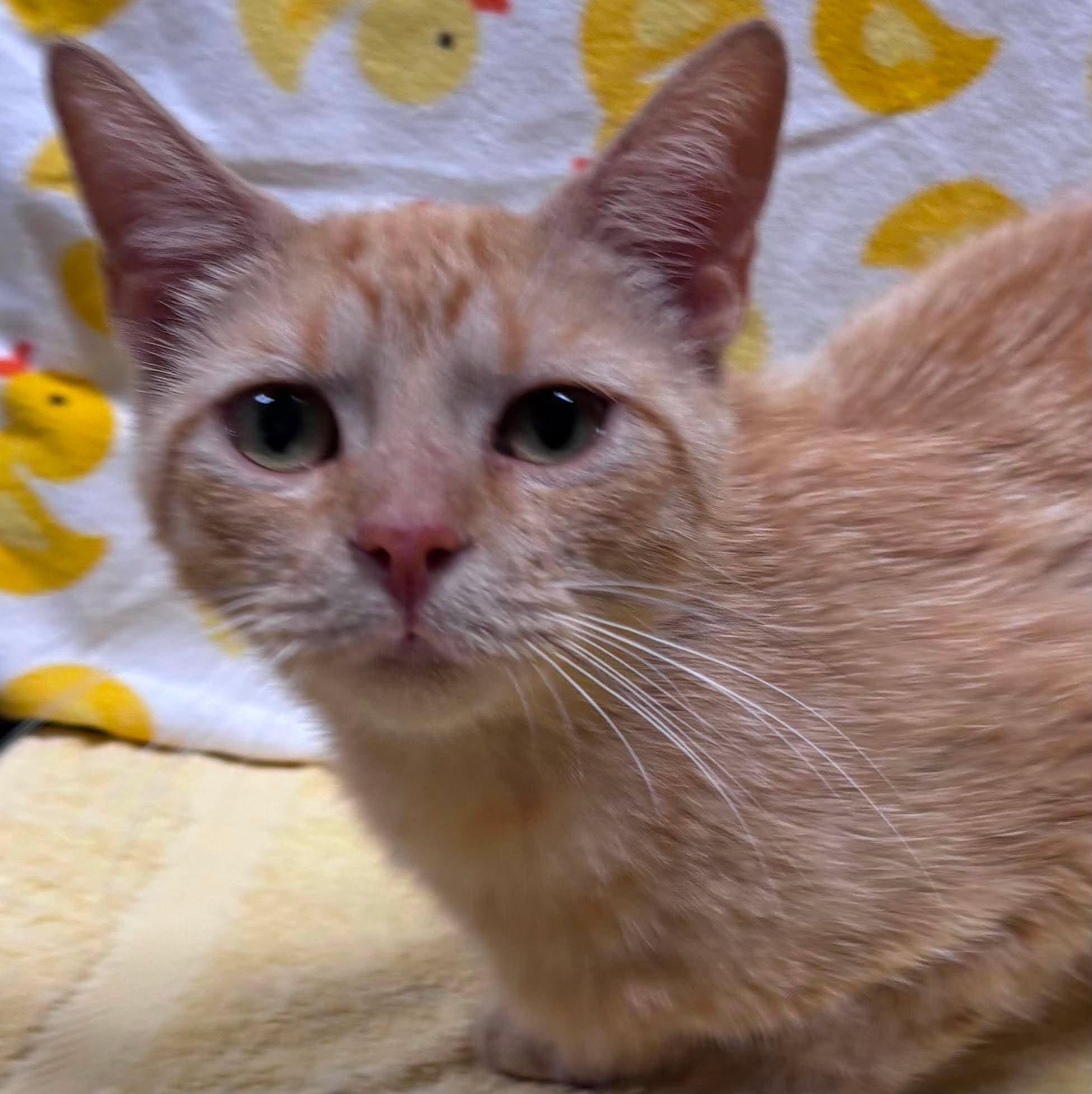 ADRIANA, a Adoptable Domestic Short Hair in Tillsonburg, ON image 5/6