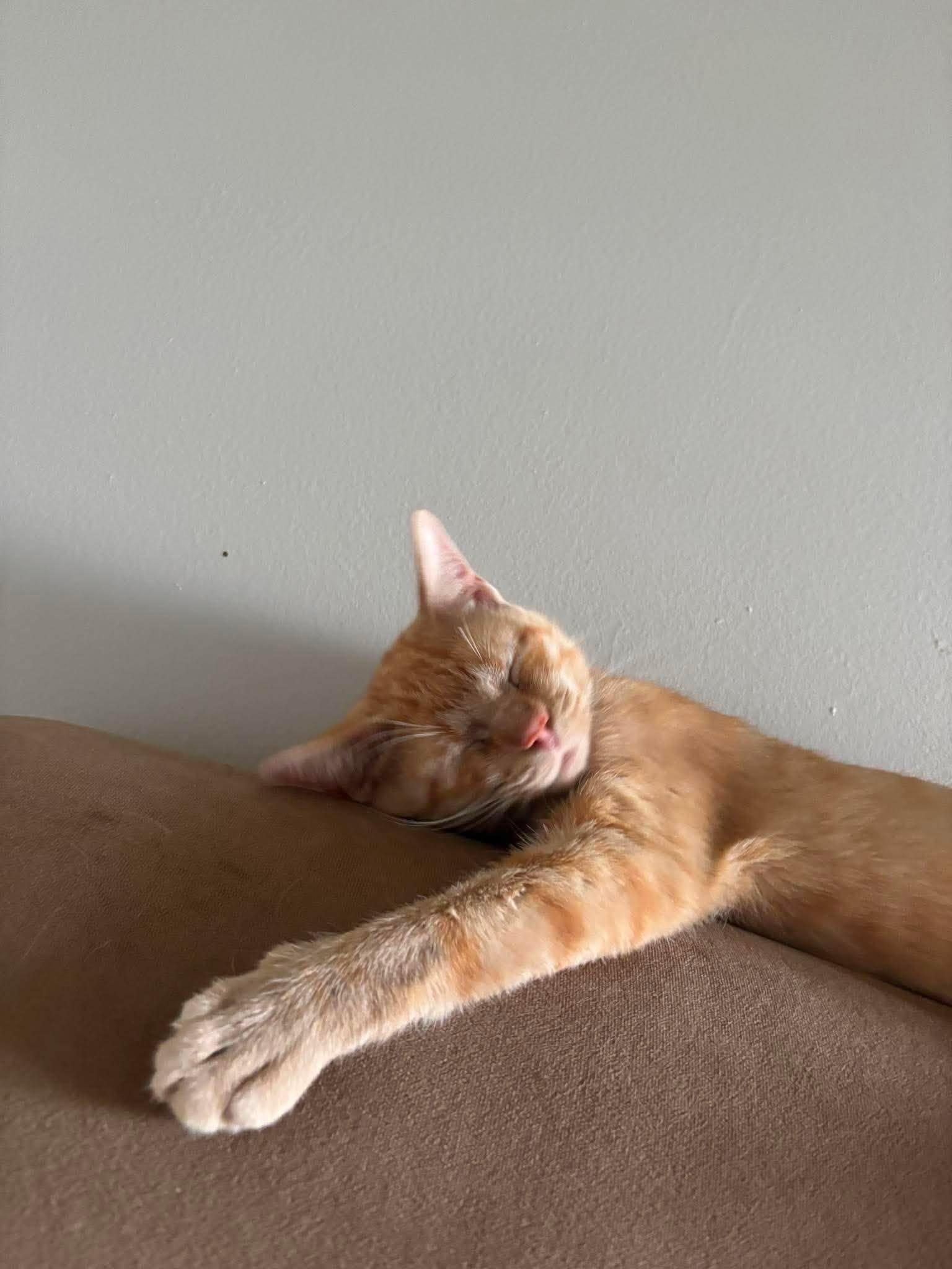 Enlarge ADRIANA, an adopted Domestic Short Hair in Tillsonburg, ON image 6/6