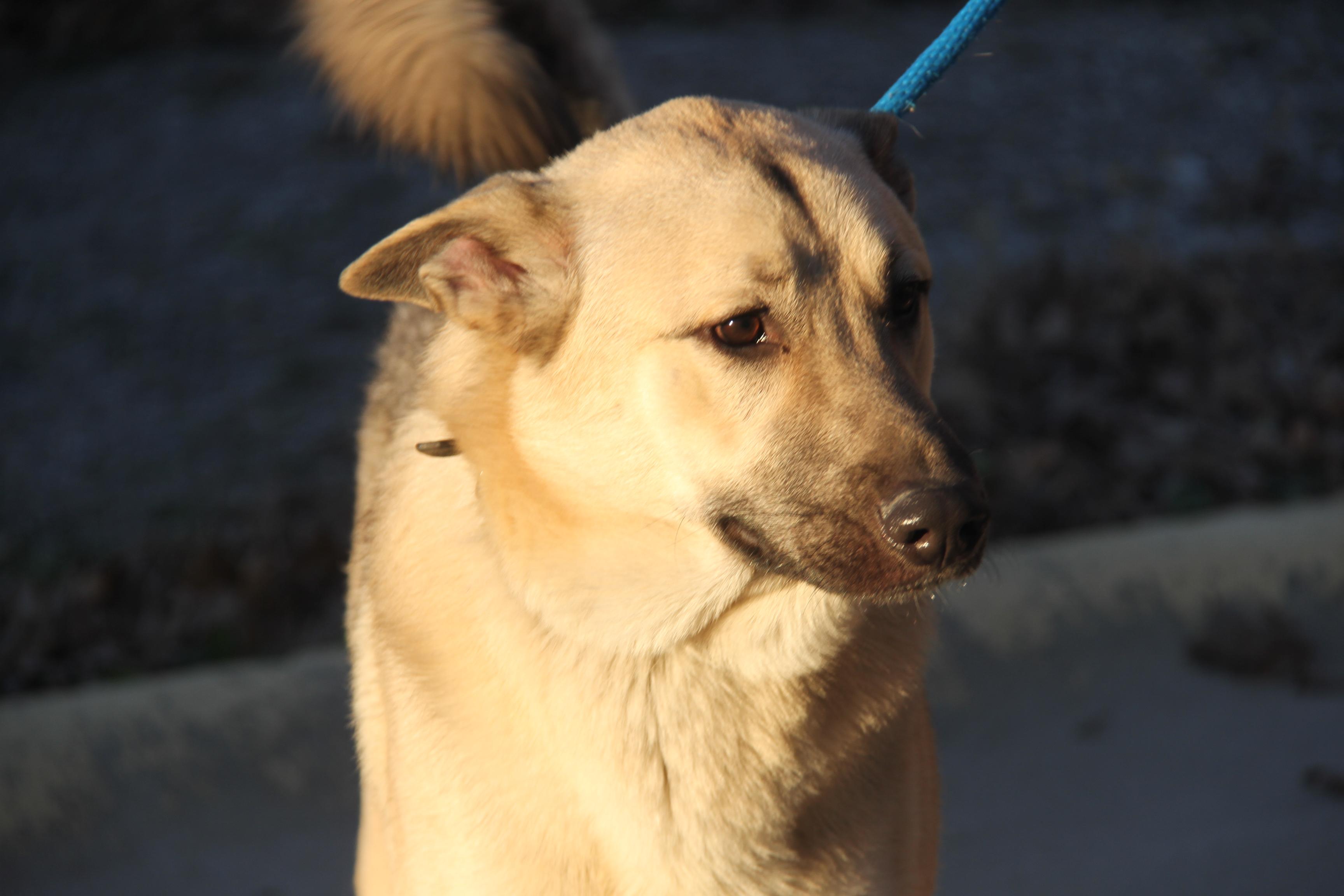 Hennessy and Whiskey