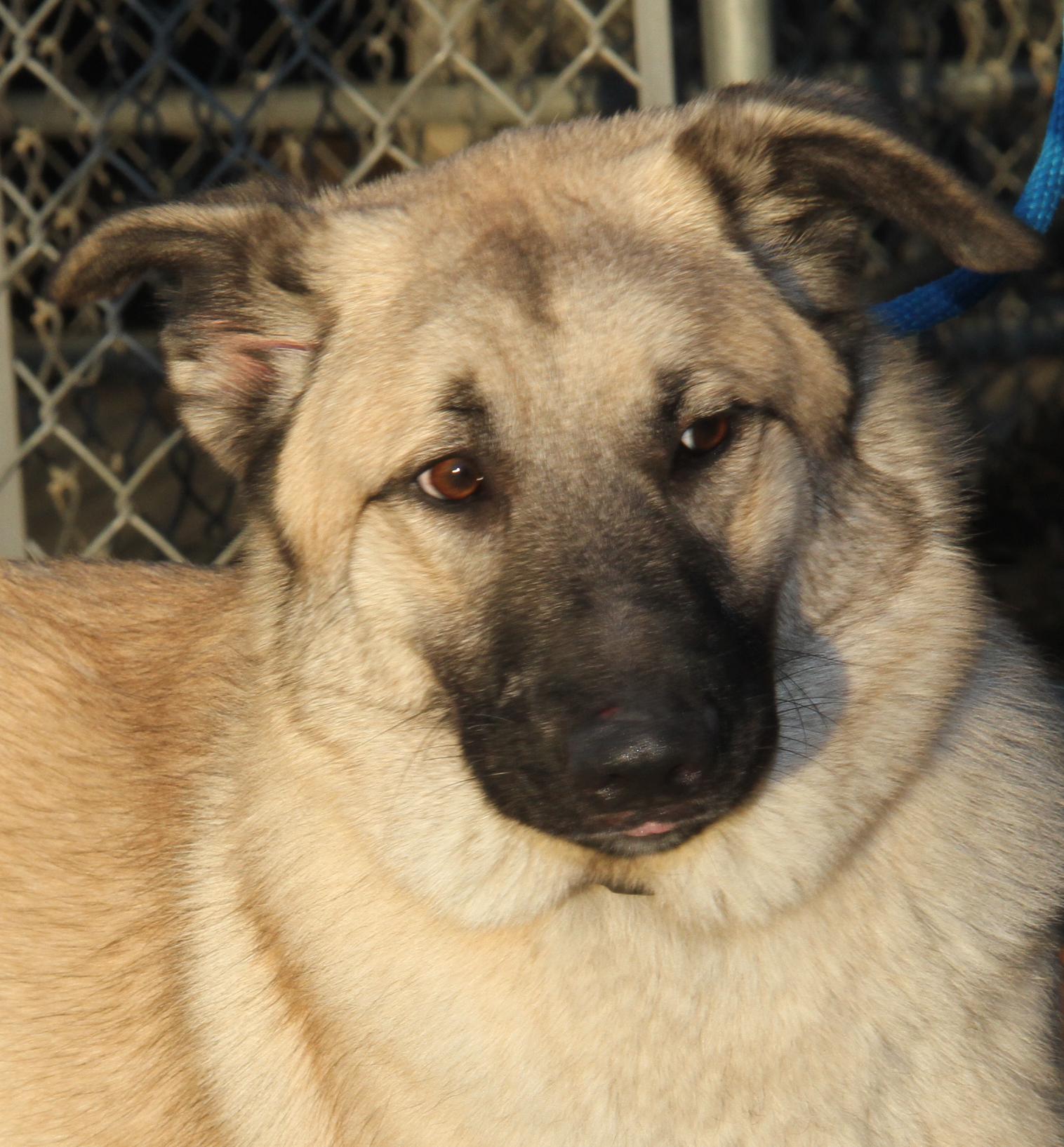 Hennessy and Whiskey