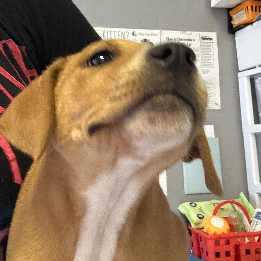 Kim, Adoptable, Puppy Female Mixed Breed.