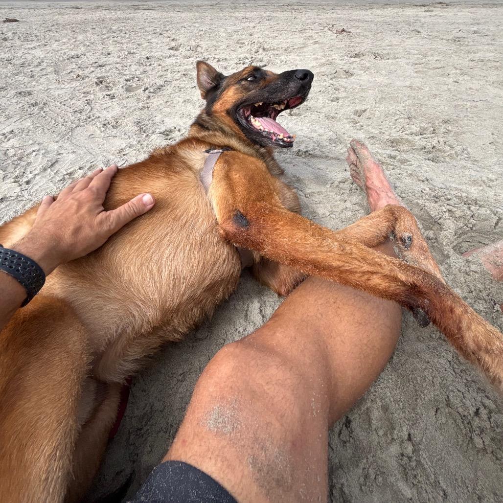 Ragnar (AKA Andy), Adoptable, Adult Male Belgian Shepherd / Malinois.