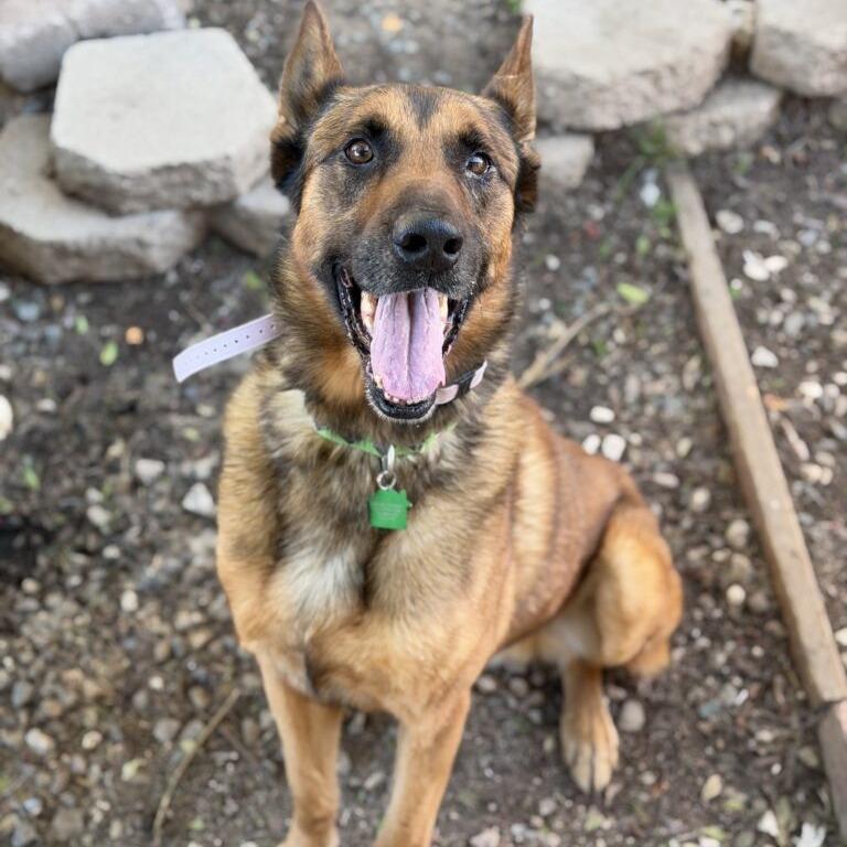 Enlarge Ragnar, a Adoptable Belgian Shepherd / Malinois in San Diego, CA image 1/6