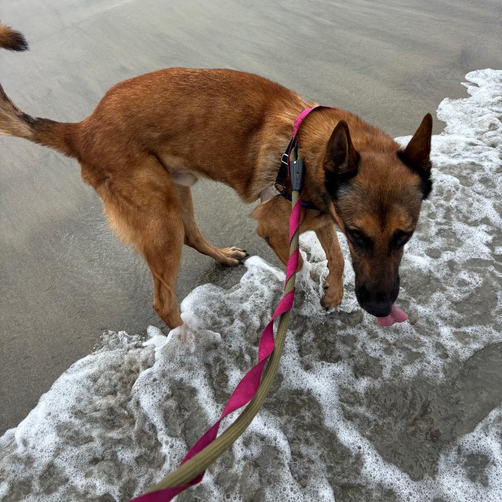 Ragnar (AKA Andy), a Adoptable Belgian Shepherd / Malinois in San Diego, CA image 3/6