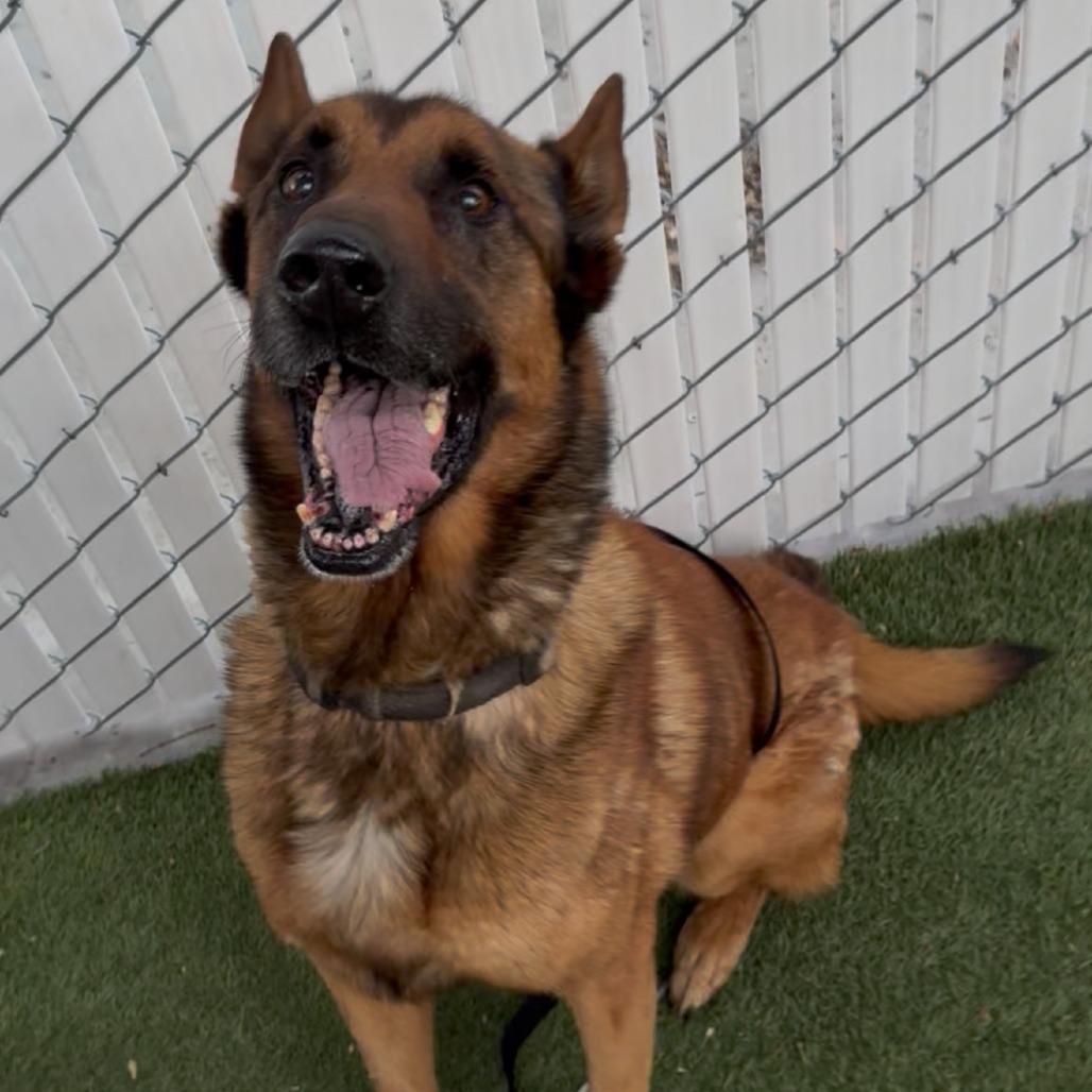Enlarge Ragnar, a Adoptable Belgian Shepherd / Malinois in San Diego, CA image 2/6
