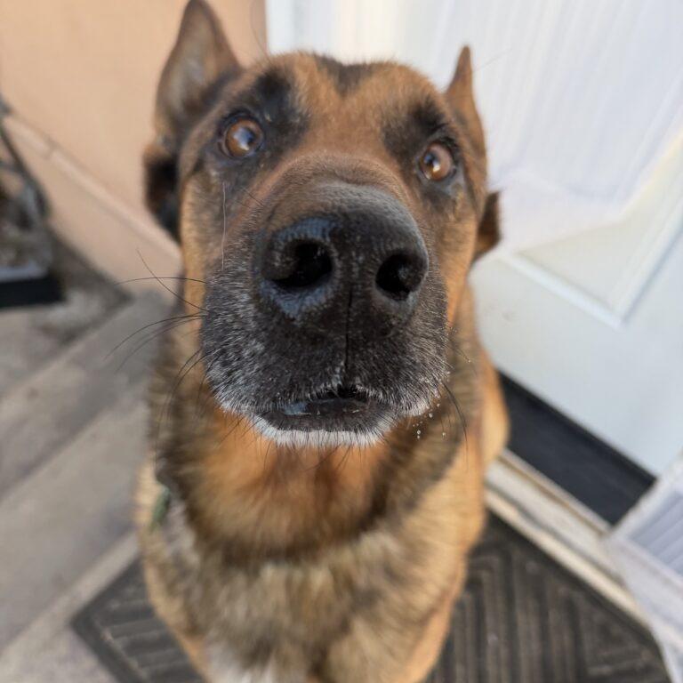 Enlarge Ragnar, a Adoptable Belgian Shepherd / Malinois in San Diego, CA image 3/6