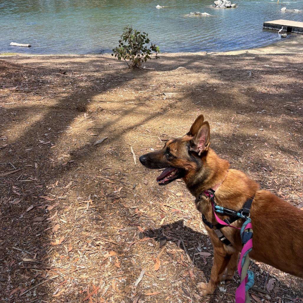 Ragnar (AKA Andy), a Adoptable Belgian Shepherd / Malinois in San Diego, CA image 4/6