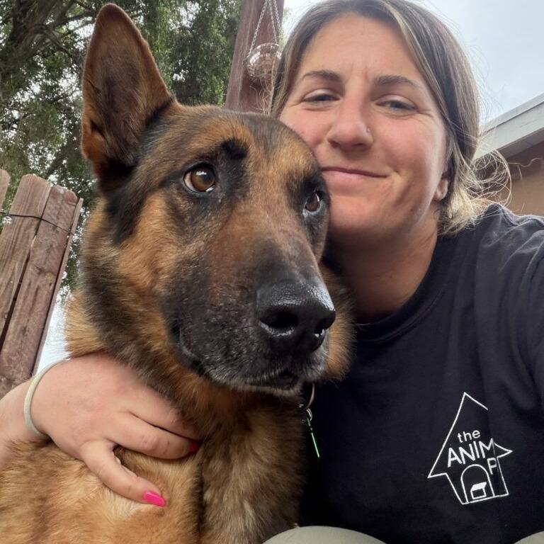 Enlarge Ragnar, a Adoptable Belgian Shepherd / Malinois in San Diego, CA image 4/6