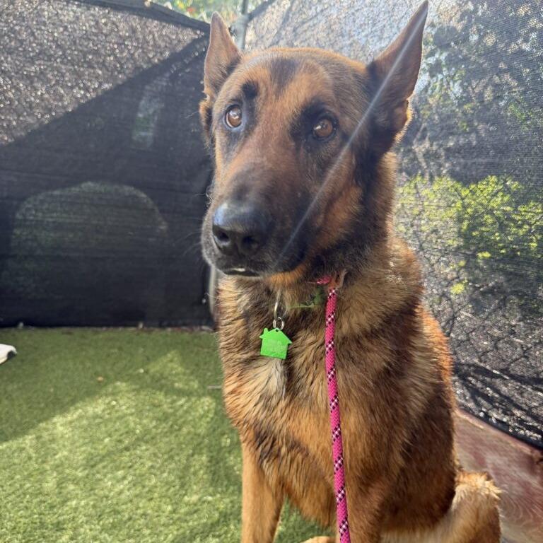 Enlarge Ragnar, a Adoptable Belgian Shepherd / Malinois in San Diego, CA image 5/6