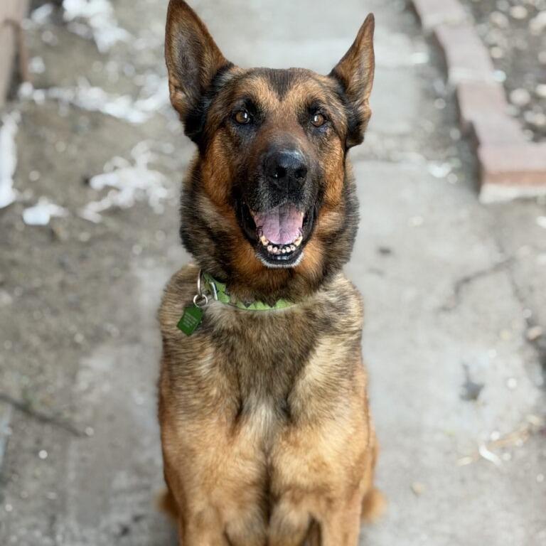 Enlarge Ragnar, a Adoptable Belgian Shepherd / Malinois in San Diego, CA image 6/6