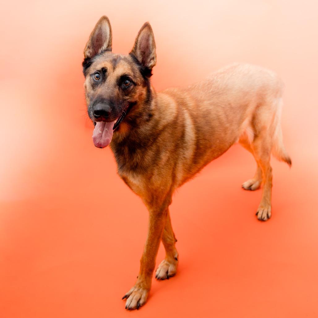 Ragnar (AKA Andy), a Adoptable Belgian Shepherd / Malinois in San Diego, CA image 6/6