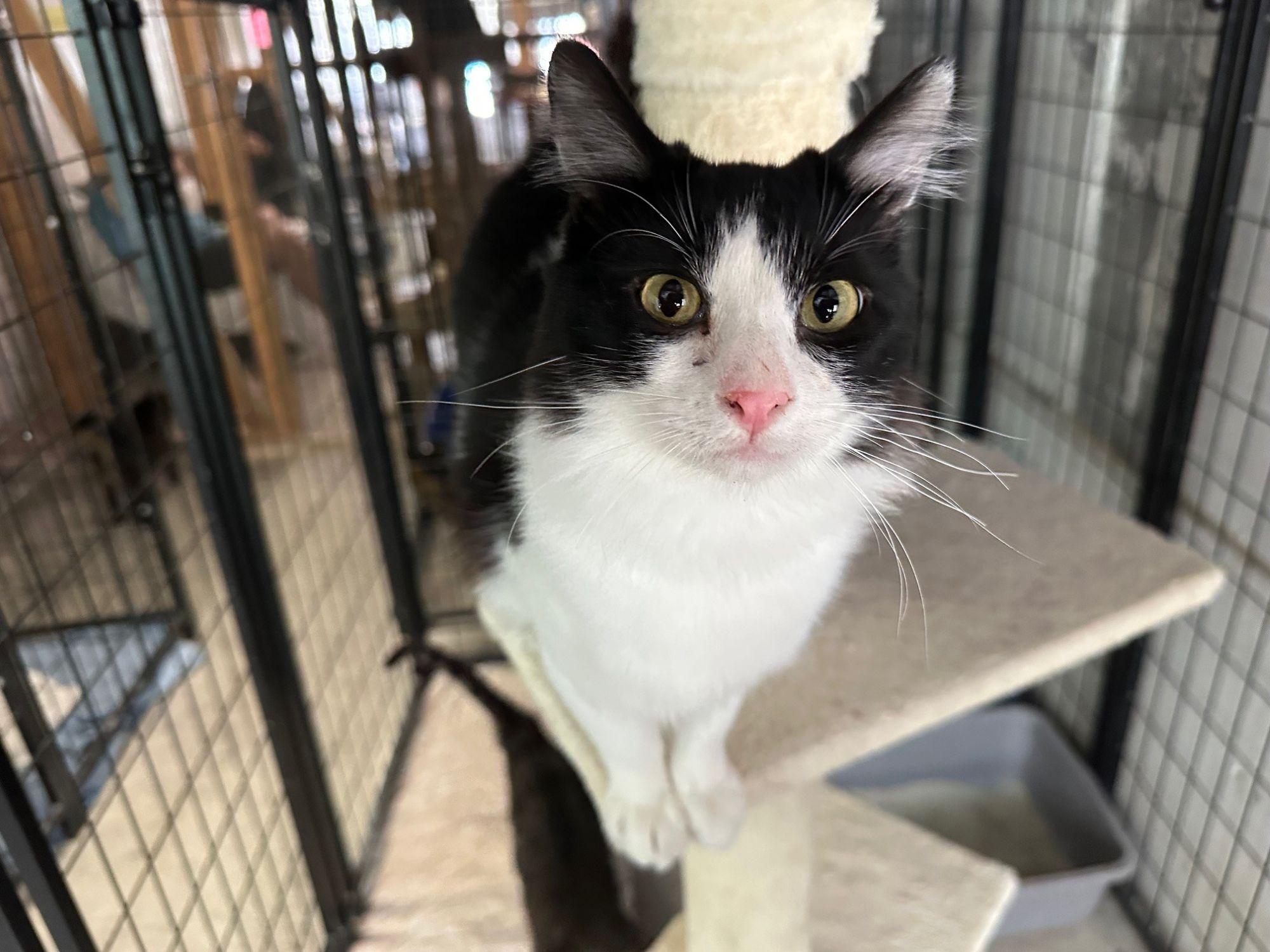 Chandler, an adopted Domestic Medium Hair in Midway City, CA image 3/5